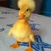 walterbuggy - @walterbuggy - TikTok