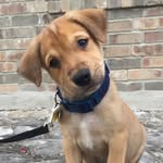 Walter Douglas Carpenter - @walterthefartindog - Instagram