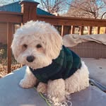 Walter Cartwright - @walterthedog2.0 - Instagram