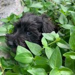 Walter Casey - @walter_the_schnoodle_ - Instagram