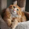 ✨Walter the Catt✨ - @walter.the.catt - TikTok
