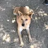 Walter - @walter_cattledog - TikTok