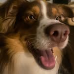 Walt Chamberlain - @walter_the_cowdog_ - Instagram