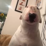 Walter - @walter_bowser_cheeks - Instagram
