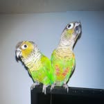 Walter&Kiwi - @walterandkiwi_thegreencheeks - Instagram