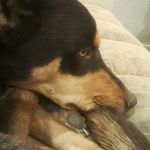 Walter Chesser - @britboykl - Instagram