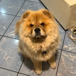 Walter Chow - @walter_chow_chow - Instagram