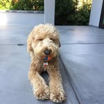 walter jones chow - @walterjoneschow - Instagram