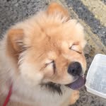 Walter the Chow - @walterchowchow - Instagram
