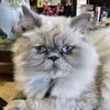 Sir Walter Clyde - @sir_walter_clyde - TikTok