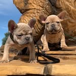 Walter & Clyde - @walterandclyde - Instagram