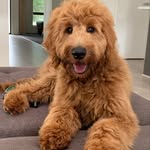 Wally (Walter) Cobberdog - @walter_cobberdog - Instagram