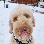 WALTER - @waltercobberdog - Instagram