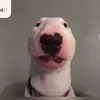 WALTERGANGCOMMANDER - @waltergangcommander - TikTok