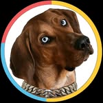 Walter The Coonhound Husky - @walterthecoonhoundhusky - Instagram