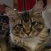 Walter the Maine Coon - Facebook