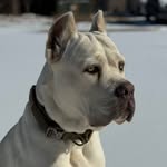 Walter - Cane Corso 🐾 - @walterwaynewhite - Instagram