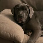 Walter The Cane Corso - @itswaltersworldijustliveinit - Instagram
