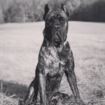 Walter - @walter.the.corso - Instagram