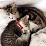 Niles, Frasier & Walter - @sir_walter_and_the_drs_crane - Instagram