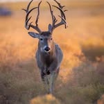 Walter Crisp - @crispwalter - Instagram