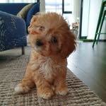 @waltercurleycavachon - Instagram