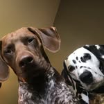 Walter GSP. Burt Bailey Dally. - @yo_its_walt - Instagram