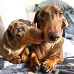 Walter and Dash - @waltanddash - Instagram