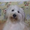 Walter Da Shihspin🐾🐶 - @walterdashihspin - TikTok