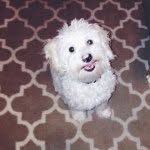 Walter Dash Schraer - @waltschraer - Instagram
