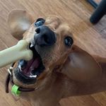 Walter - @walter.the.mini.dash - Instagram