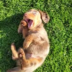 Walter - @walter_dash_mini - Instagram