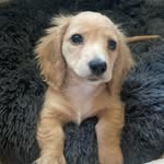 Walter🐾 - @walterthedashingdox - Instagram