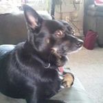 Walter Day - @old_dog_palu - Instagram
