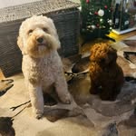 Dexter & Walter 🐕🧸💙 - @dexterwalteradventure_cockapoo - Instagram