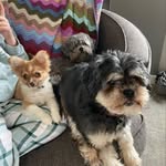 Dexter Ruby and Walter - @dexter.ruby.and.walter - Instagram