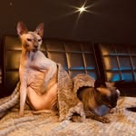 Dexter, Walter & Grim - @dexterwaltergrim - Instagram
