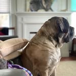 Tamara Moyer - @walter.dexter.mymastiffs - Instagram