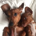 WALTER & DEXTER🐾 - @the_dachshund_brothers - Instagram