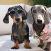 Walter & Dexter - @whatawalterfulworld - TikTok
