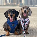 Walter & Dexter ☝🏼 - @whatawalterfulworld - Instagram
