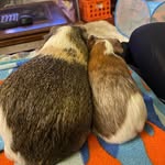 Walter & Dexter Guinea - @walterdexstergram - Instagram