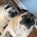 Walter, Arthur + Angel Dexter - @pugalugachug - Instagram