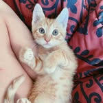 Walter, Dexter, Norman, & Charlie - @itskittycity - Instagram