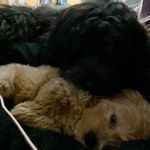 Dillon - @walter_and_dillon_the_doods - Instagram