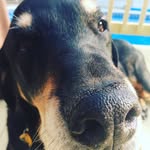 Walter Dougherty - @waltertherottiemix - Instagram