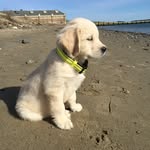 Walter Doyle - @waltthegoldie_boston - Instagram