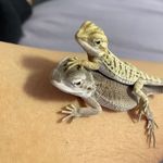 @walter.the.dragon - Instagram