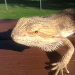 @walter_the_bearded_dragon - Instagram