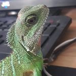 Walter the dragon - @the_real_walter_ - Instagram